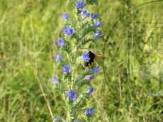 Сколия-пятнистая_самец